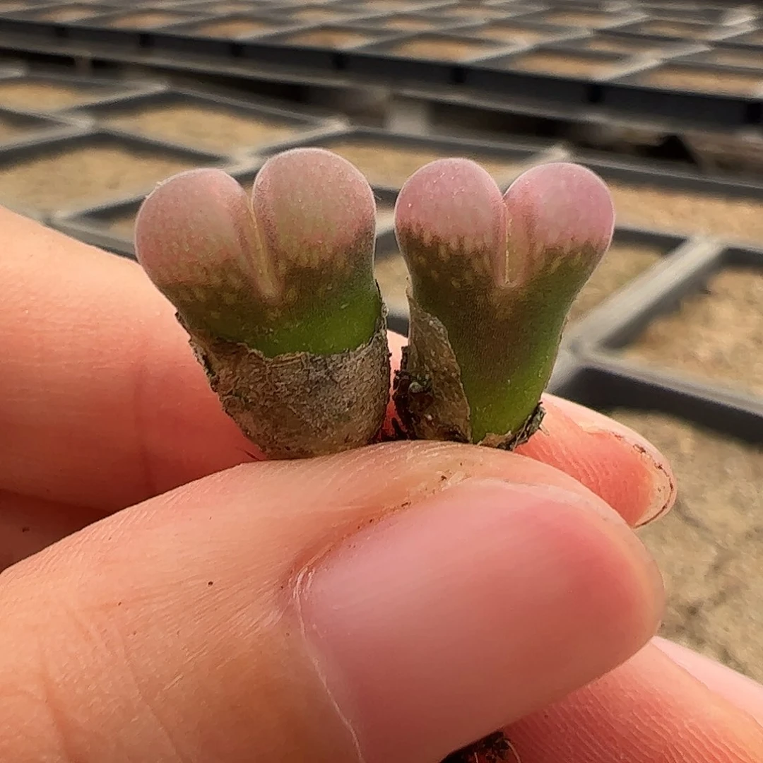 0000658量拍正版PV1089鲑鱼粉风铃1颗