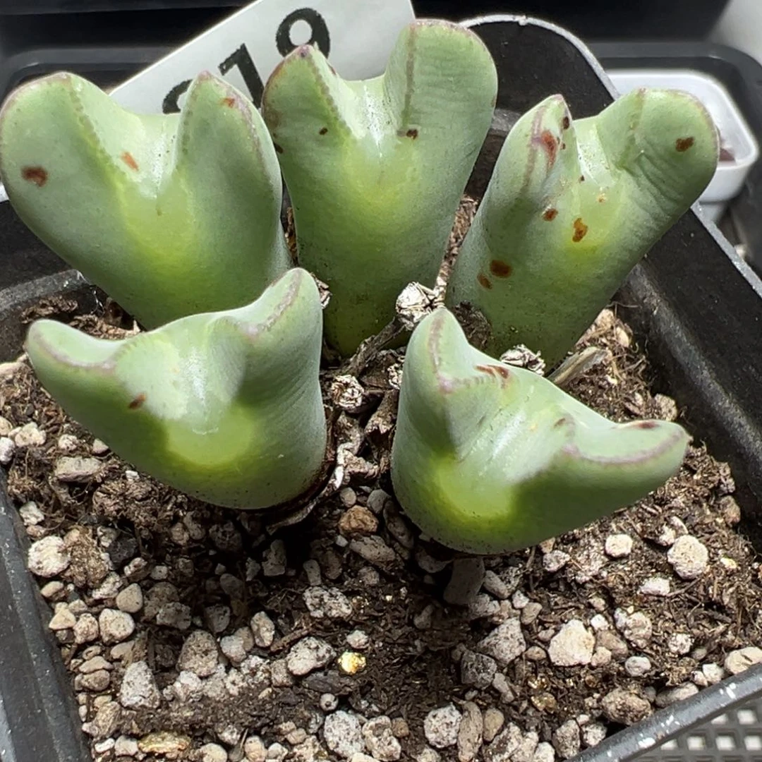 【闪购商品】819……