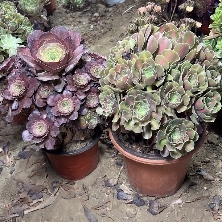 多肉植物法师2颗13