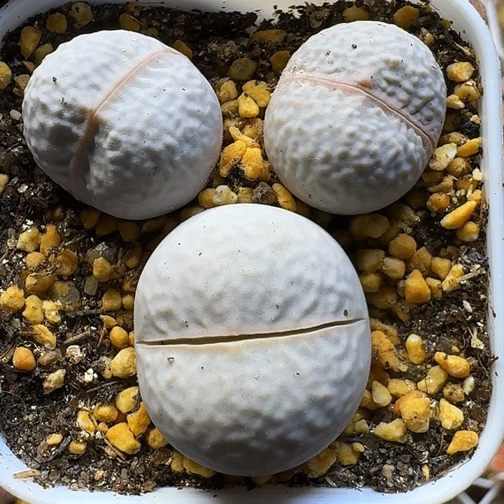 生石花111112。 220