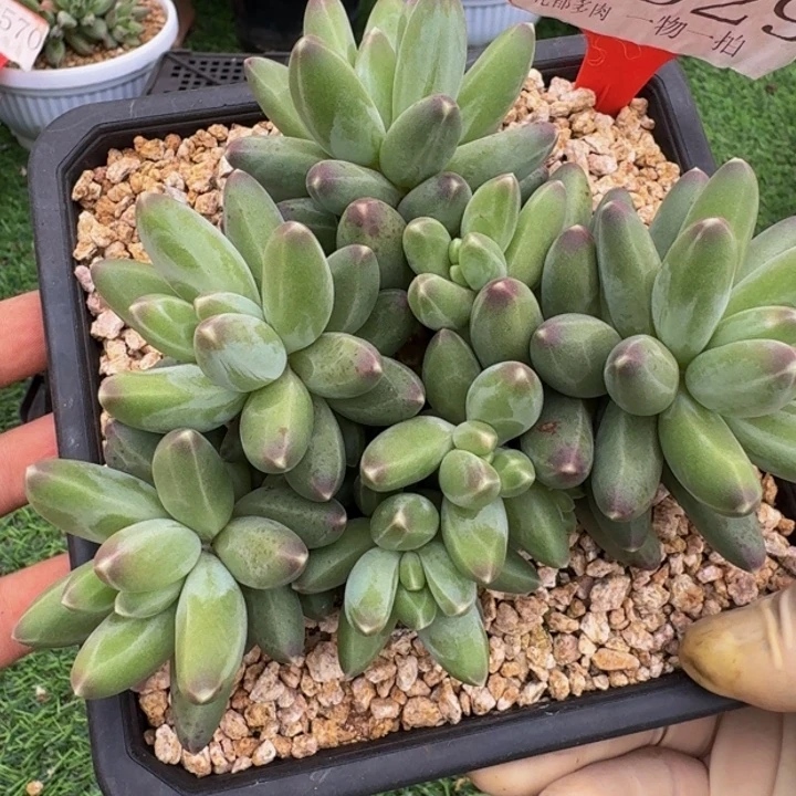 2629多肉植物一物一拍