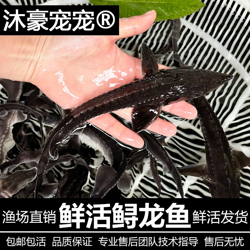 沐豪宠宠【运营推荐】鲟龙鱼清道夫鱼可观赏淡水冷水鱼好养耐活包邮