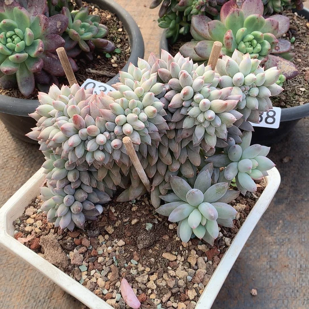 039所罗门缀一物一拍多肉