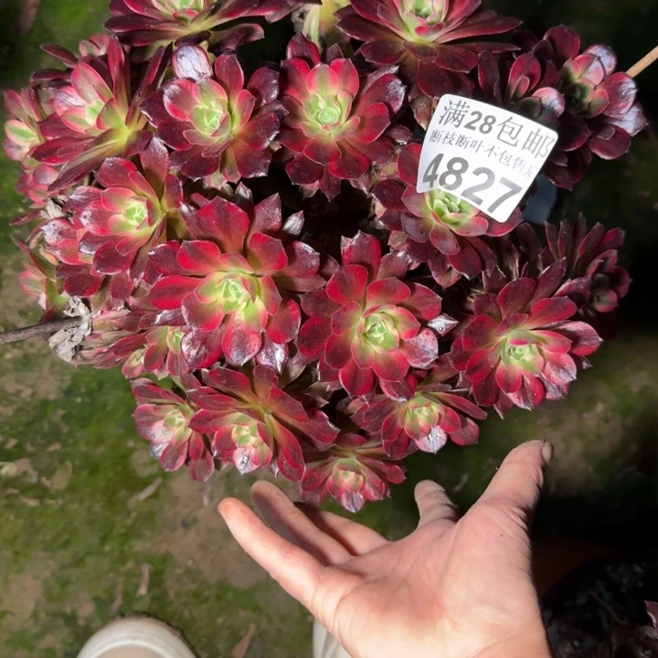 4827安娜不包断枝