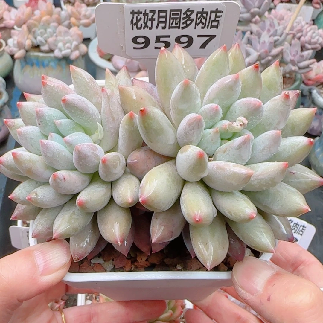 多肉植物9597……………..