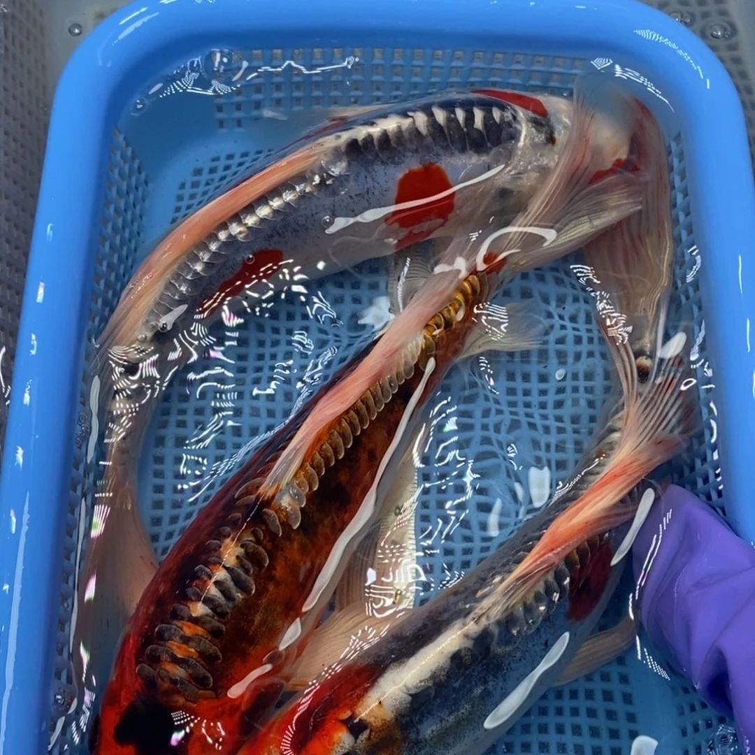 锦鲤冷水锦鲤包邮