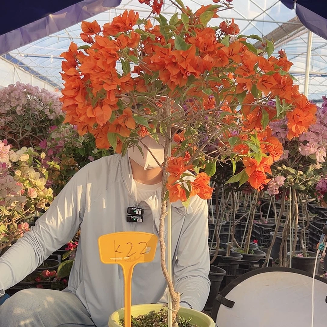 〇***大部分花苞少量开放K22橙桑巴