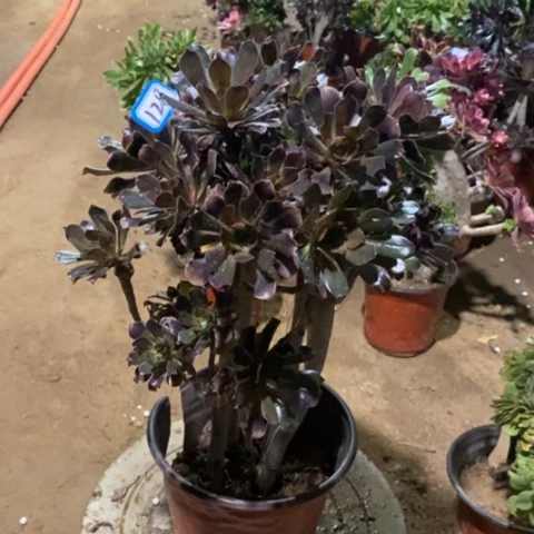 灰豆砍过朵朵一物一拍