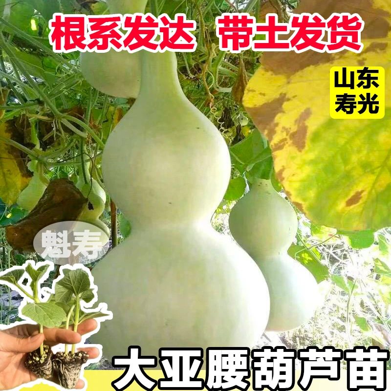 特大号亚腰葫芦苗子巨型葫芦幼苗宝葫芦爬藤秧苗南北方春庭院绿植