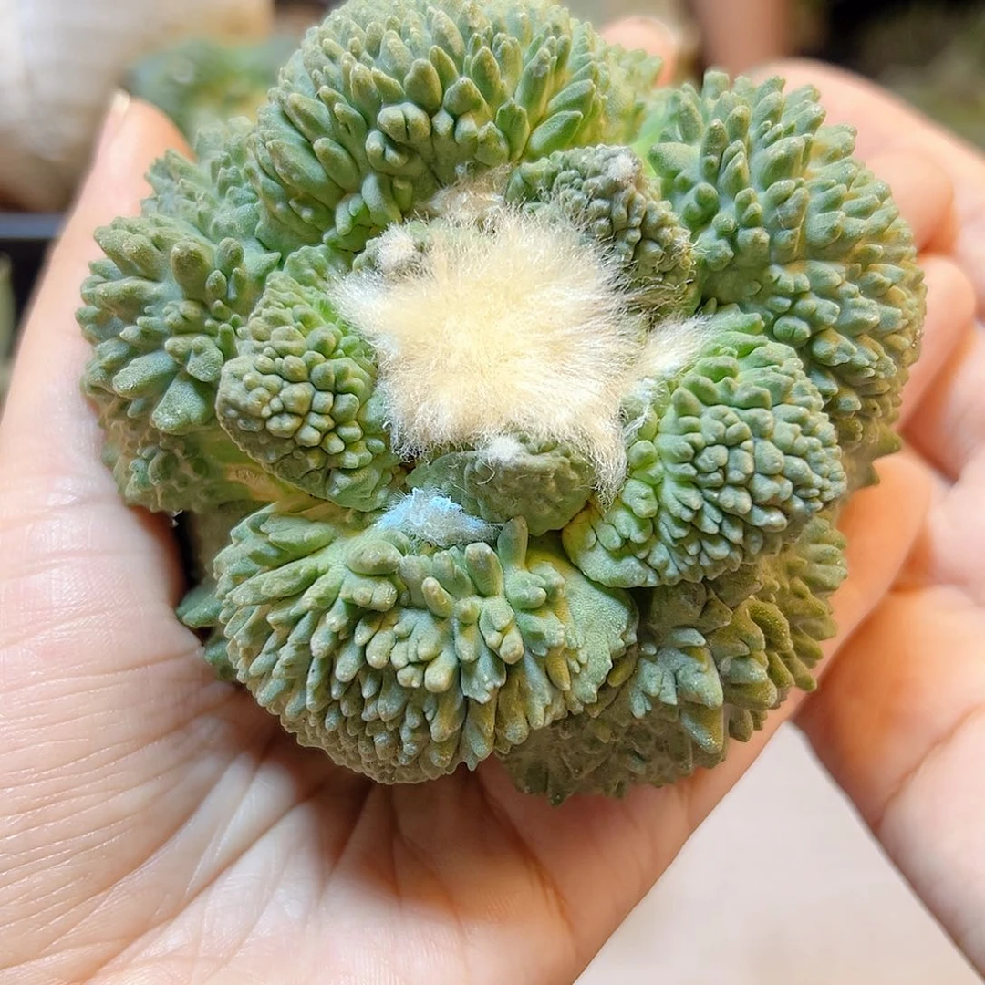 晚11号自根宽尤炸尤怒9公分