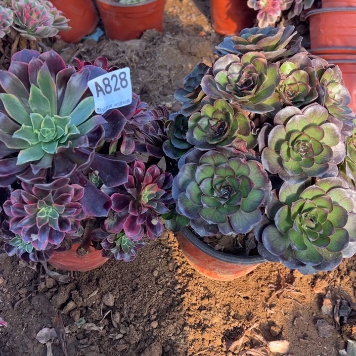 组合2颗多肉植物828.