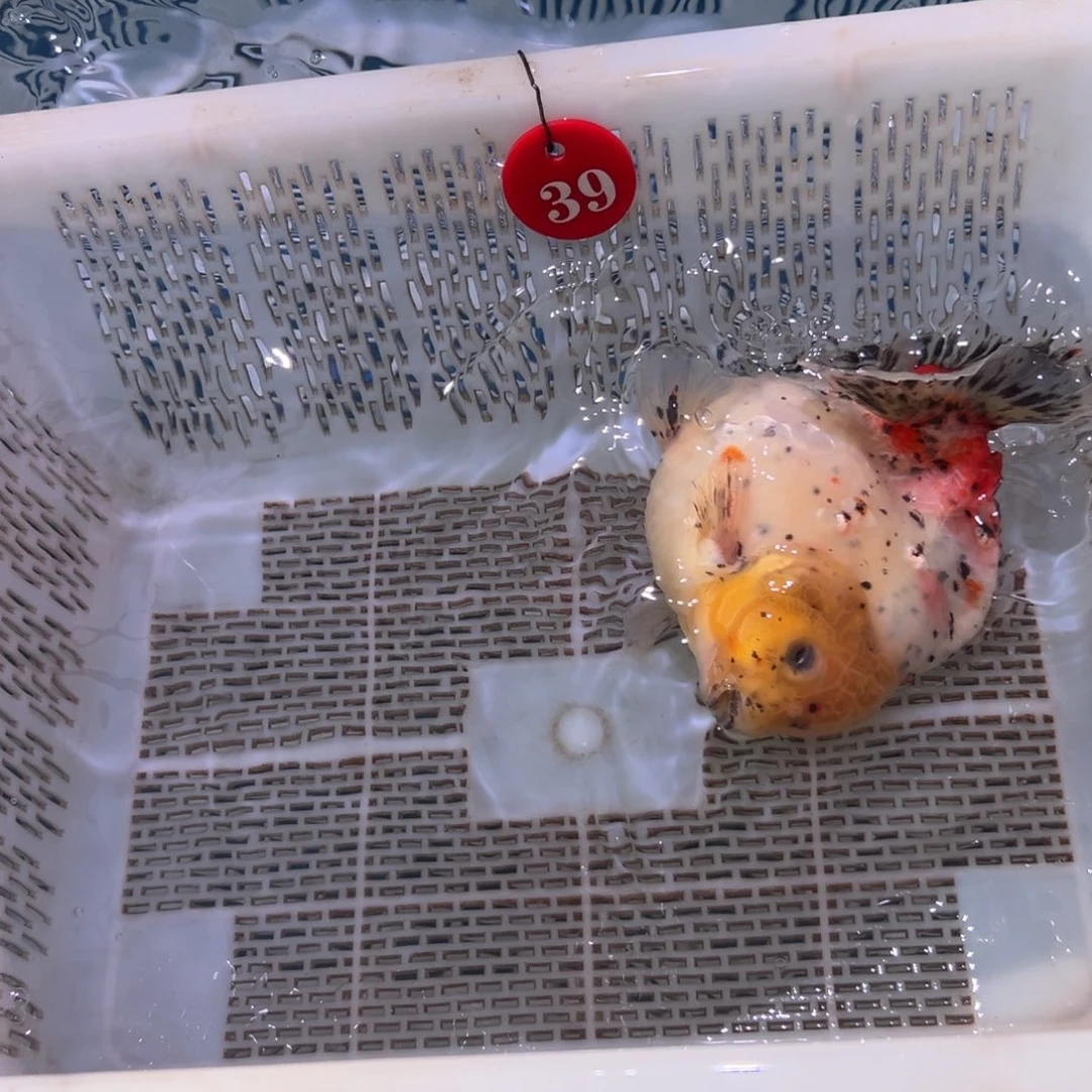 喇***油海水鱼我要睡一哈勒哦