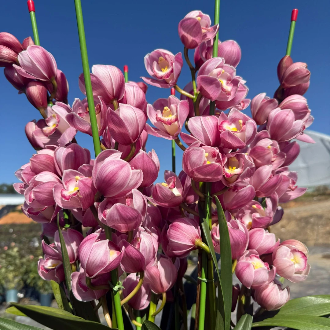 朝阳直兰5枝花剑大花蕙兰年宵花室内阳台花苞发货