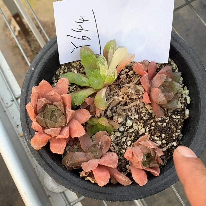 644。 苏州玉露锦一盆。 福利。