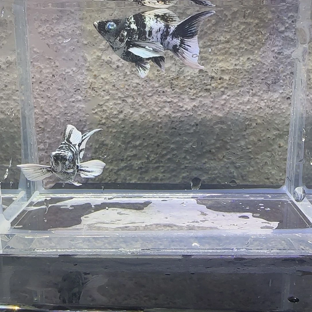 黑玛丽鱼水墨玛丽。85号