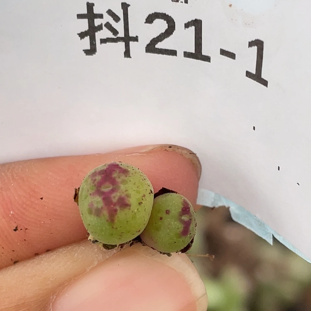 21-1肉锥多肉植物