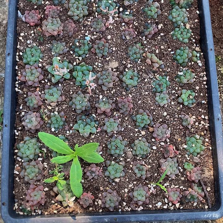 姬玉露40-50，000000000