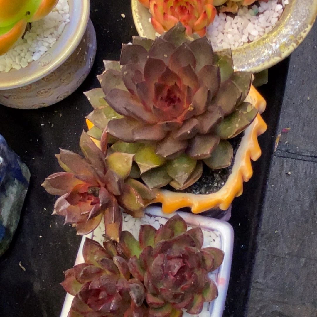 天**睡天亮再睡两颗组多肉植物盆栽