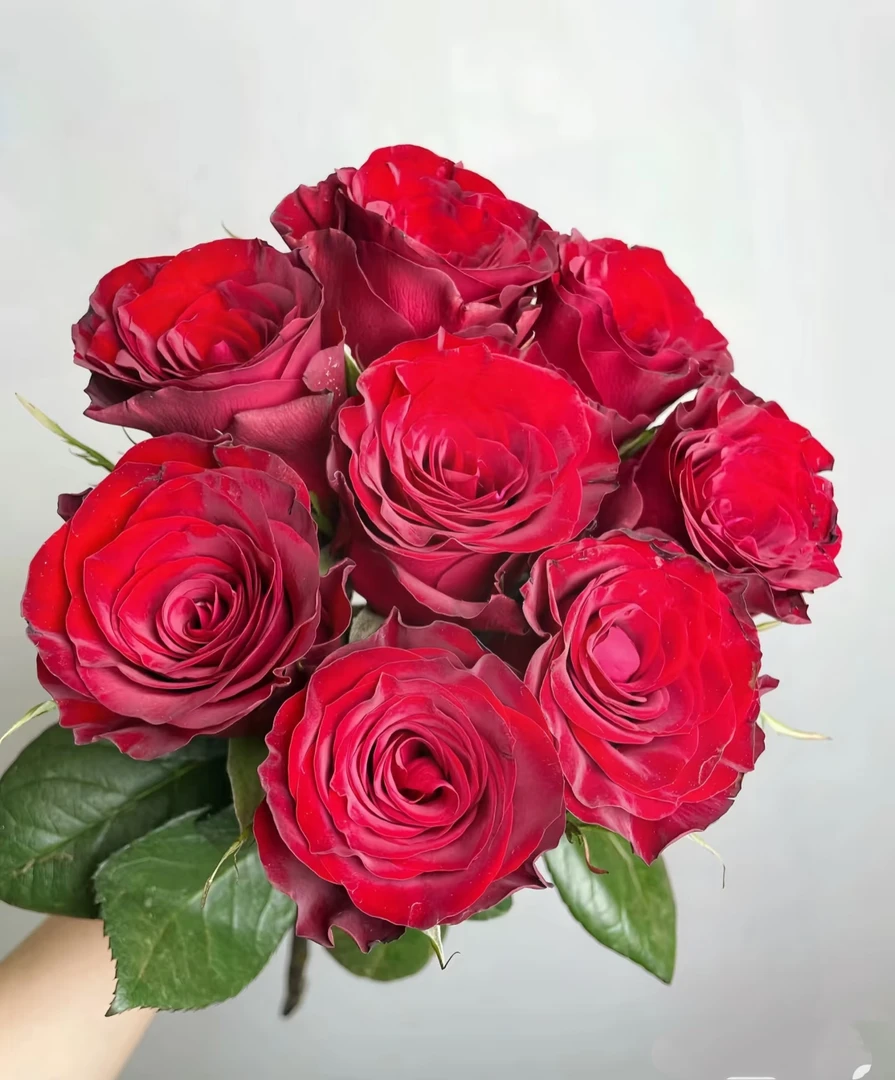 高原红-高品质单头玫瑰 云南鲜花斗南花卉直发德邦空运
