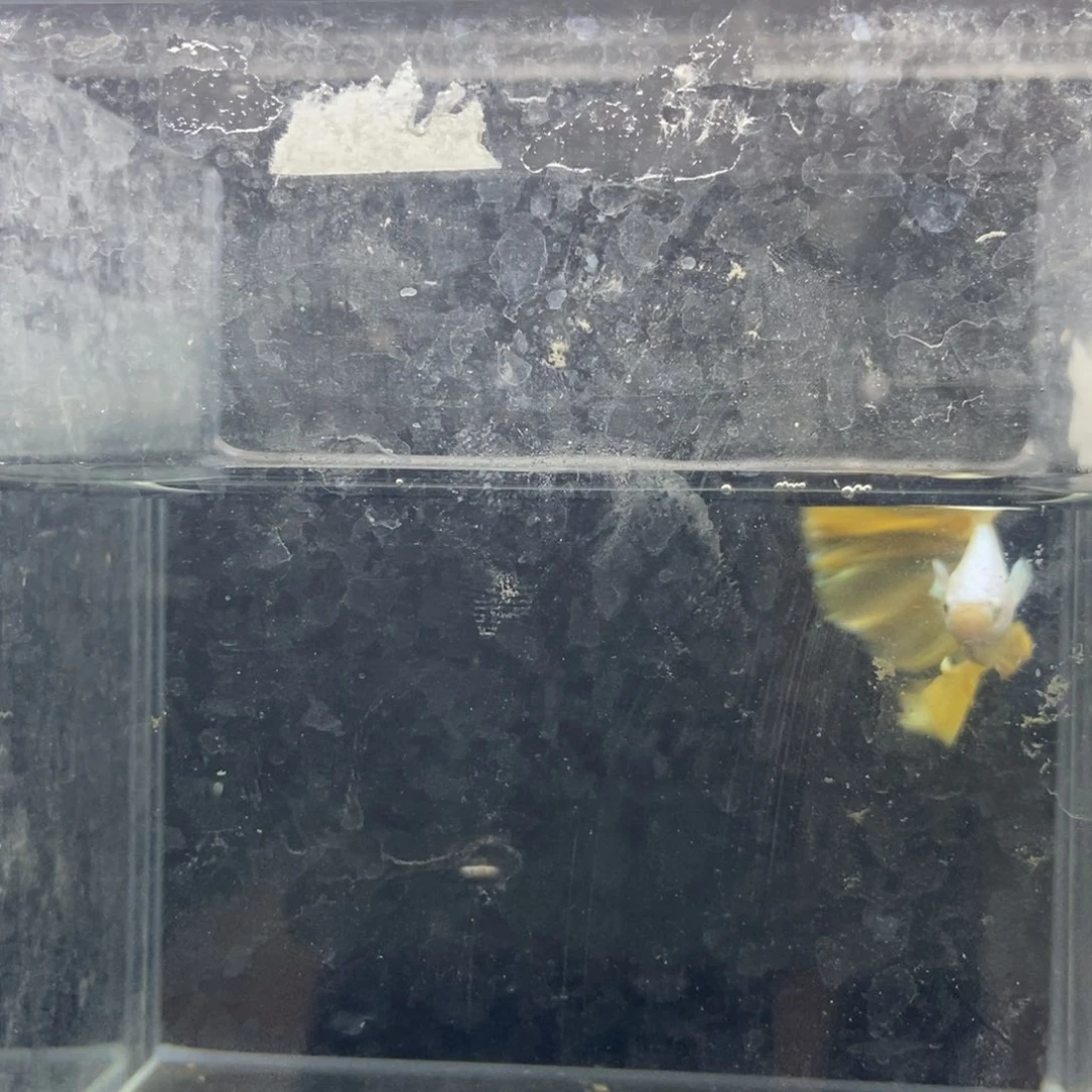 斗鱼包活不包损所见即所得276