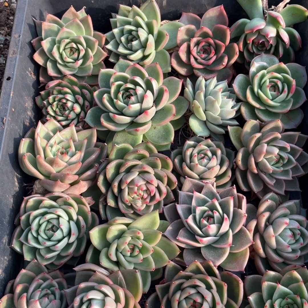 一筐特价福利不售后2625