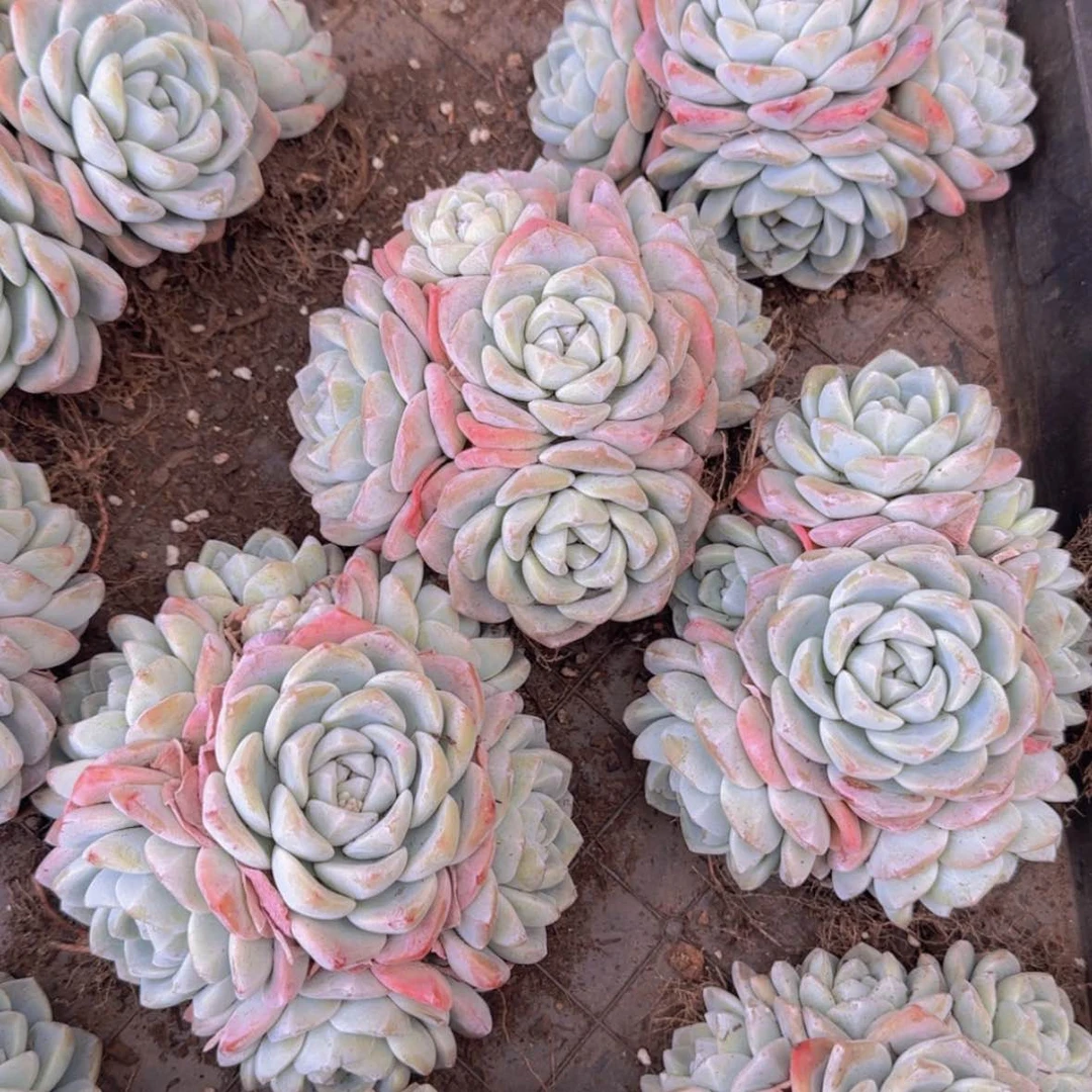 【闪购商品】小群冰玉