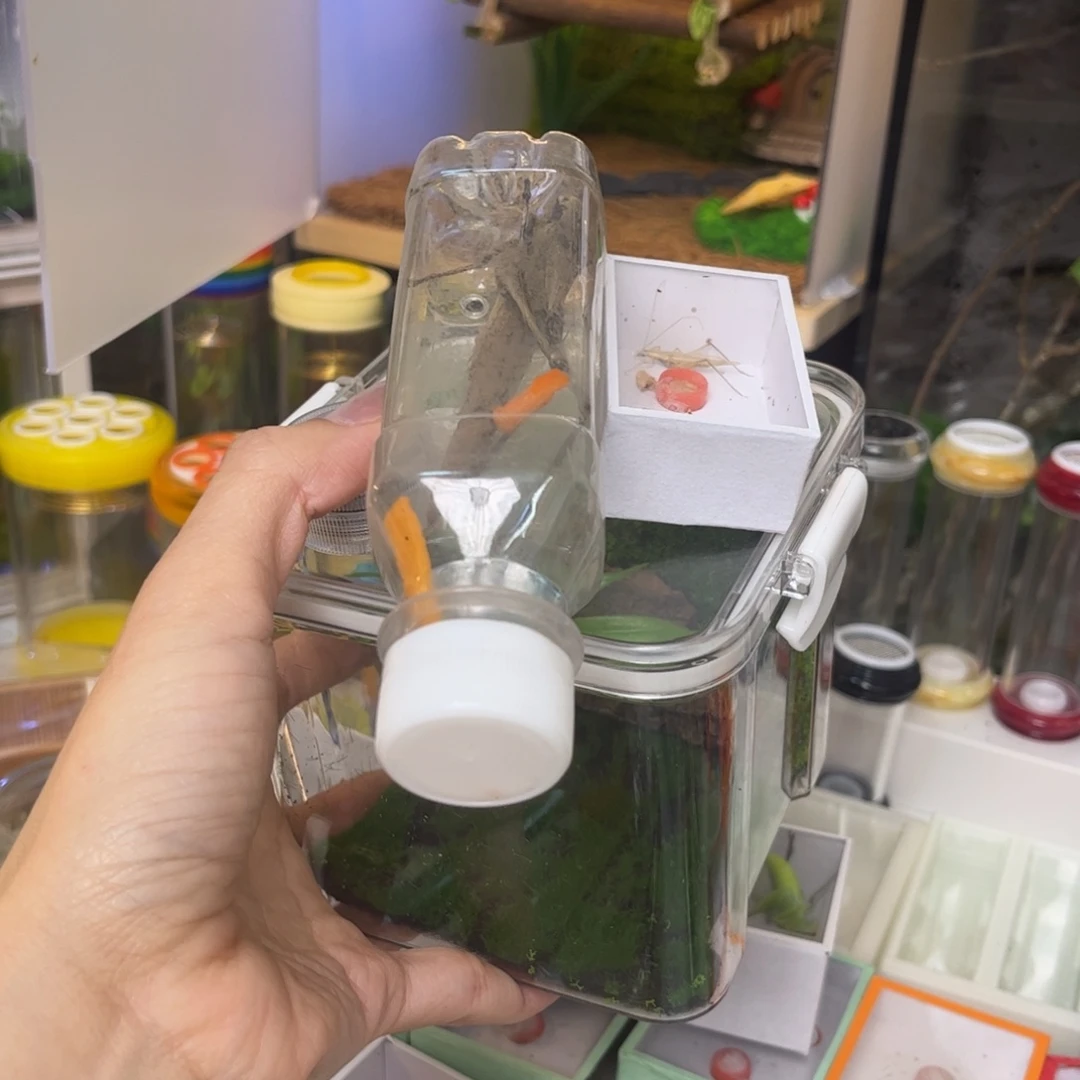 生态箱➕蛙仿➕竹蛉