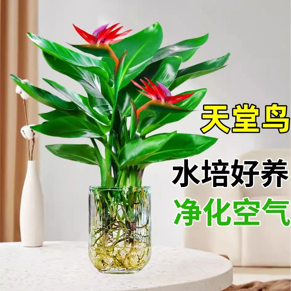天堂鸟水培植物客厅绿植盆栽办公室内花卉桌面四季常青水养鹤望兰