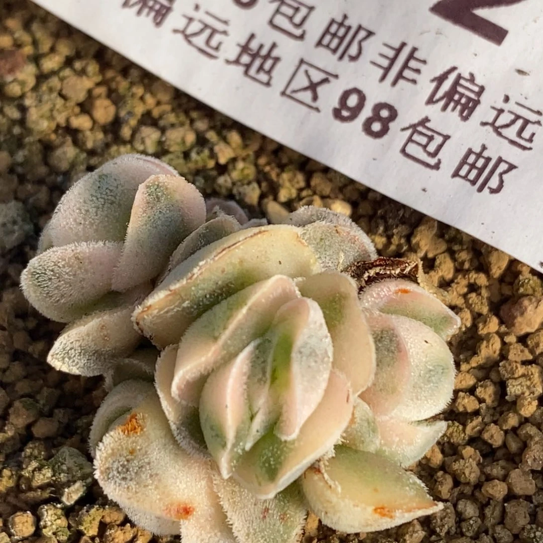 572龙宫城锦五头群生