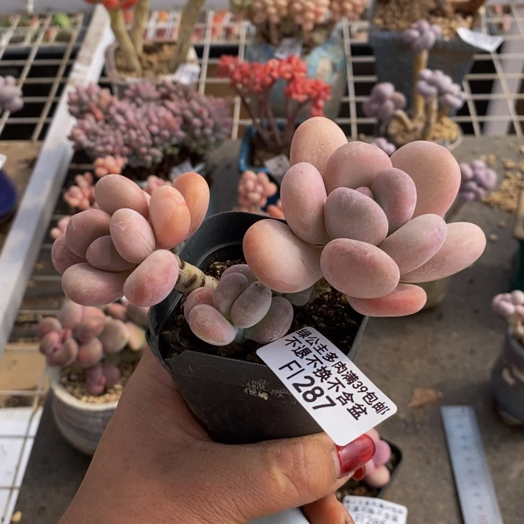 橙雪球287/9cm多肉