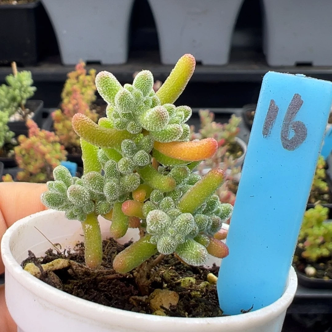 实生冰晶16号5厘米盆