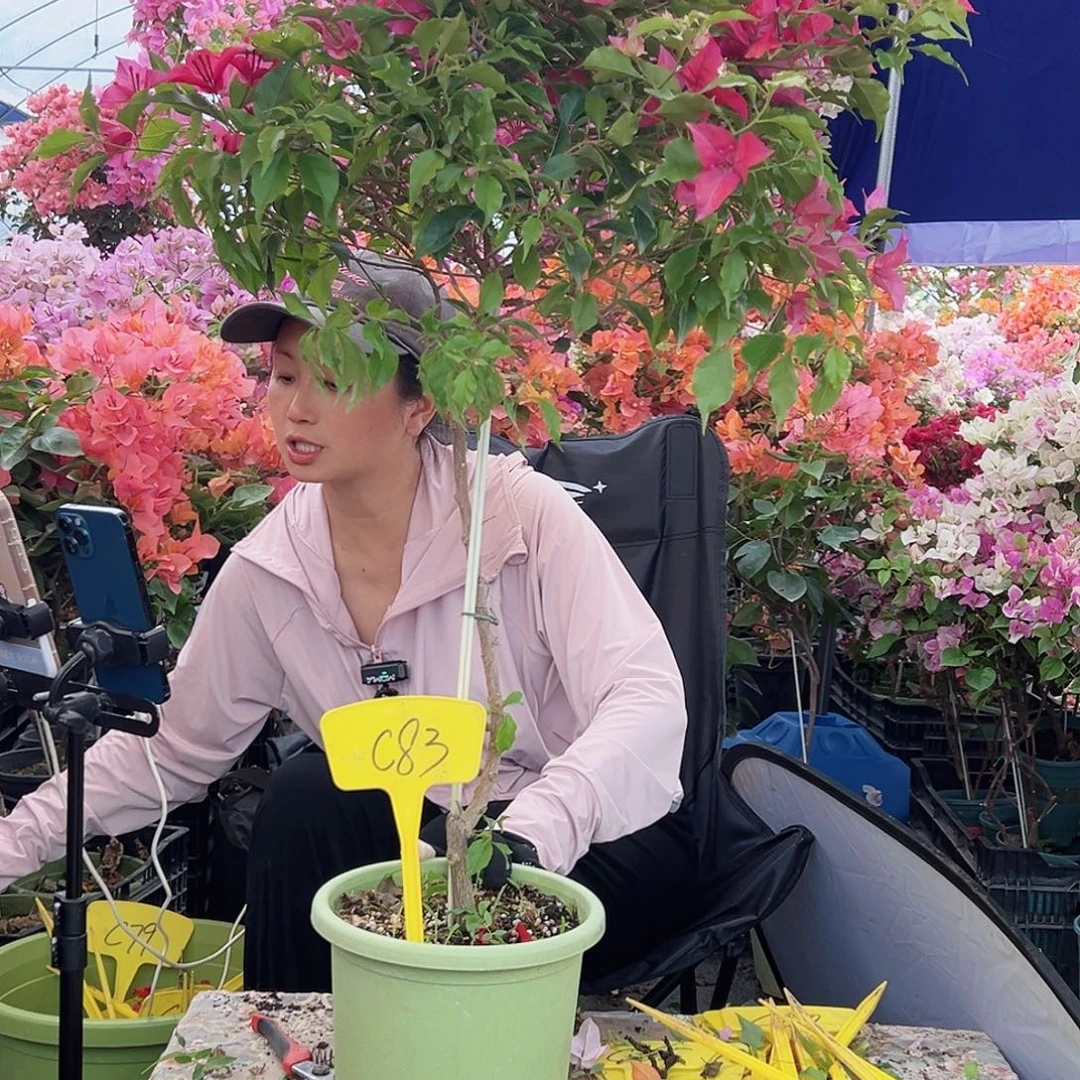 北***平大部分花苞少量开放C83 酒红桑巴