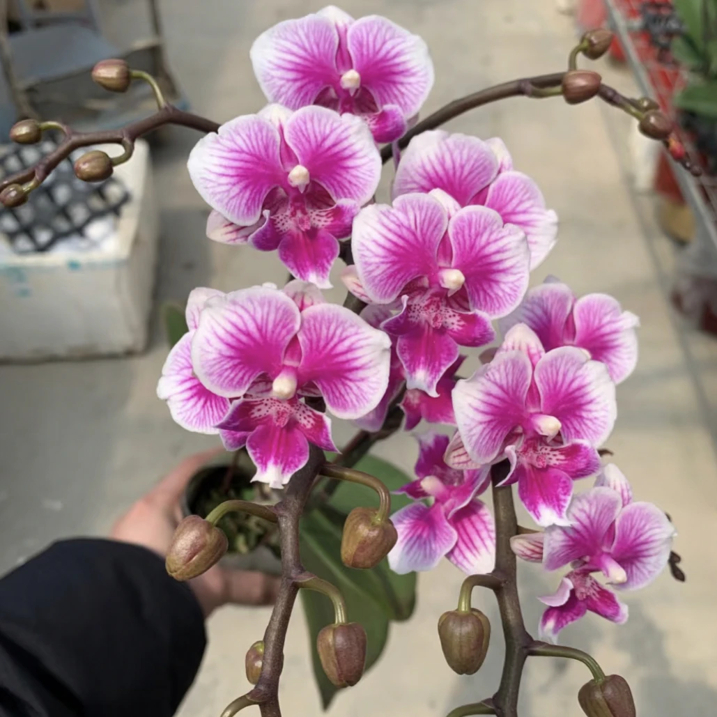 福喜 【可爱多】蝴蝶兰基地直发