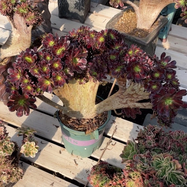 法师老桩缀化花纳
