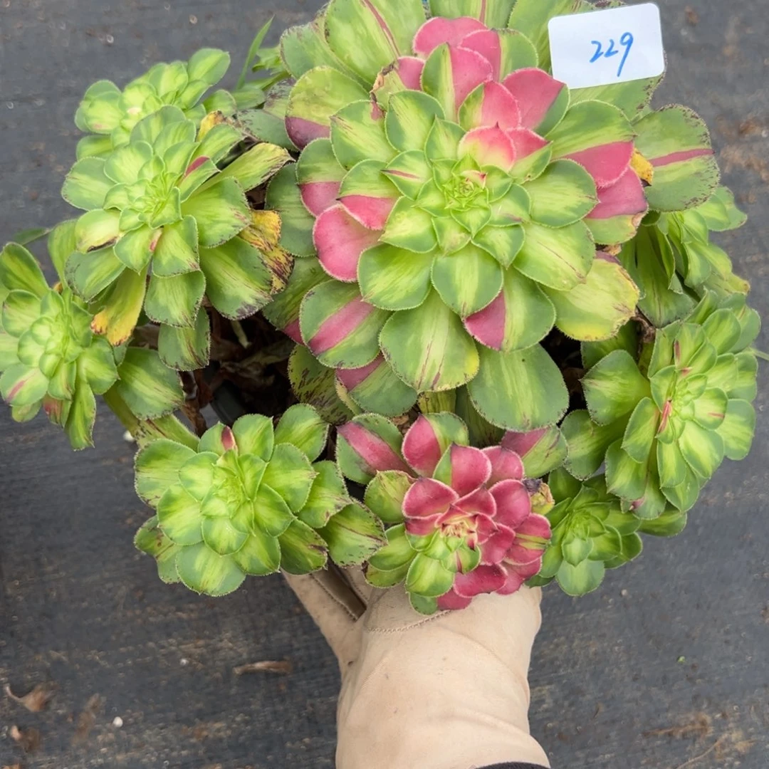 229知否炖肉植物洗衣