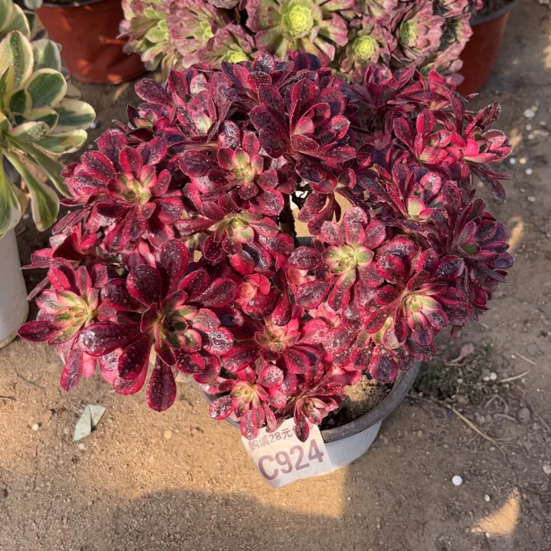 924多肉植物香奈儿