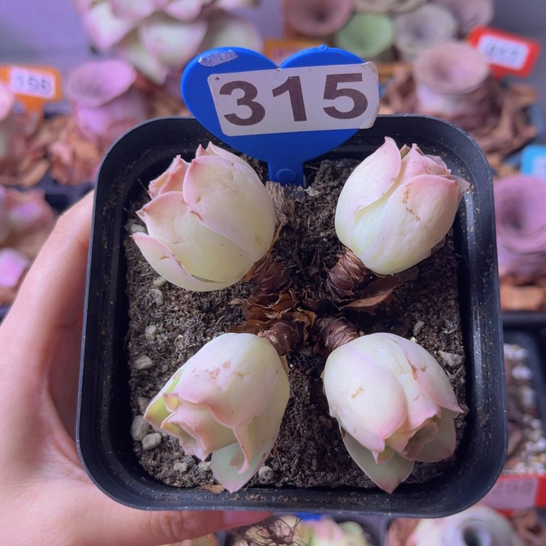 山地玫瑰一物一拍315