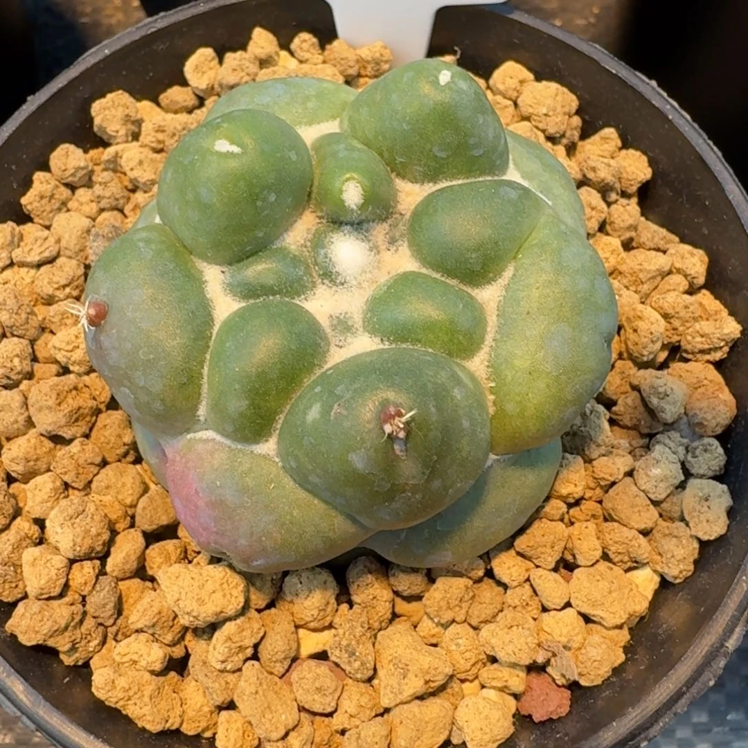 仙人球无刺象芽带盆发