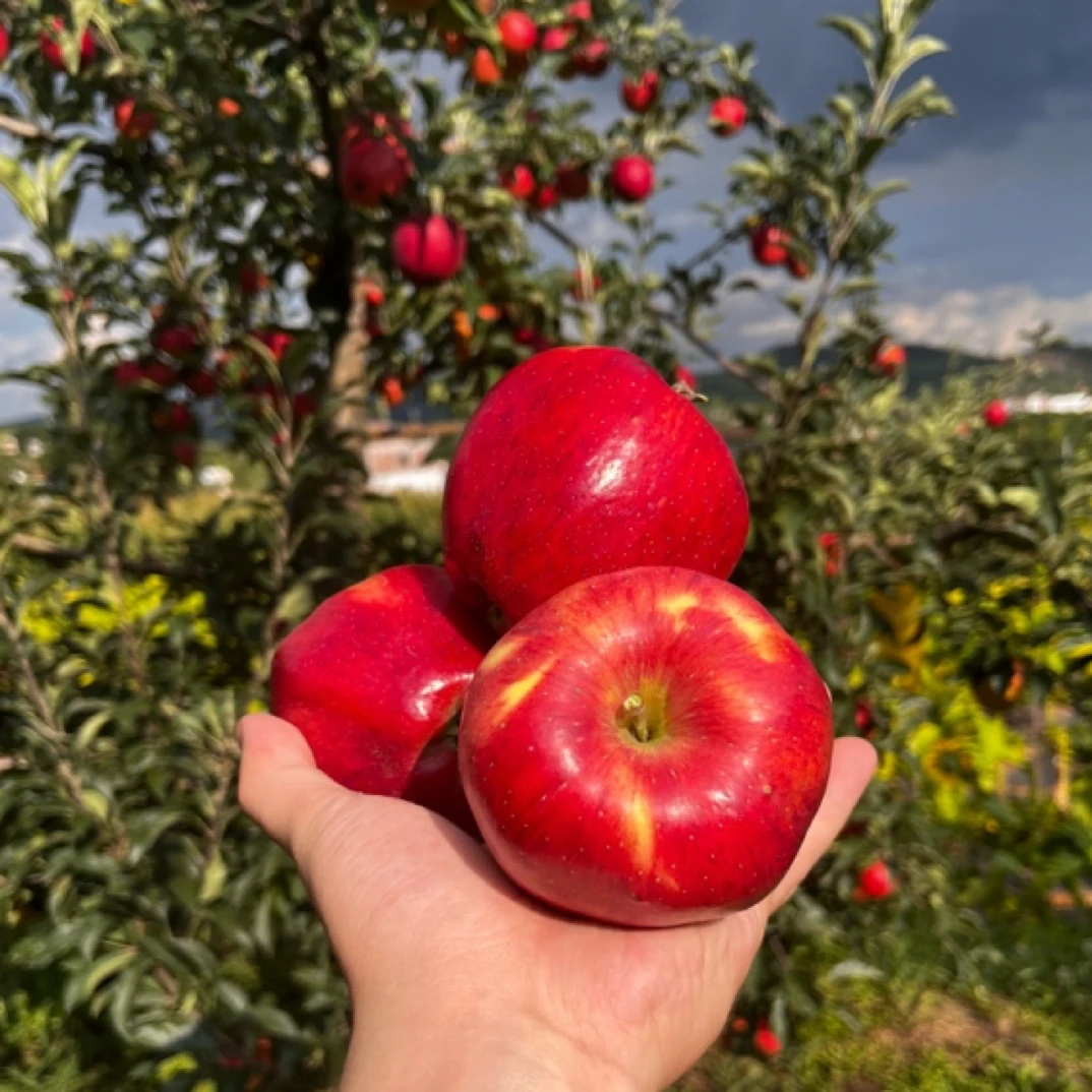云南昭通冰糖心红露苹果现摘现发脆甜多汁孕妇水果非新西兰红玫瑰