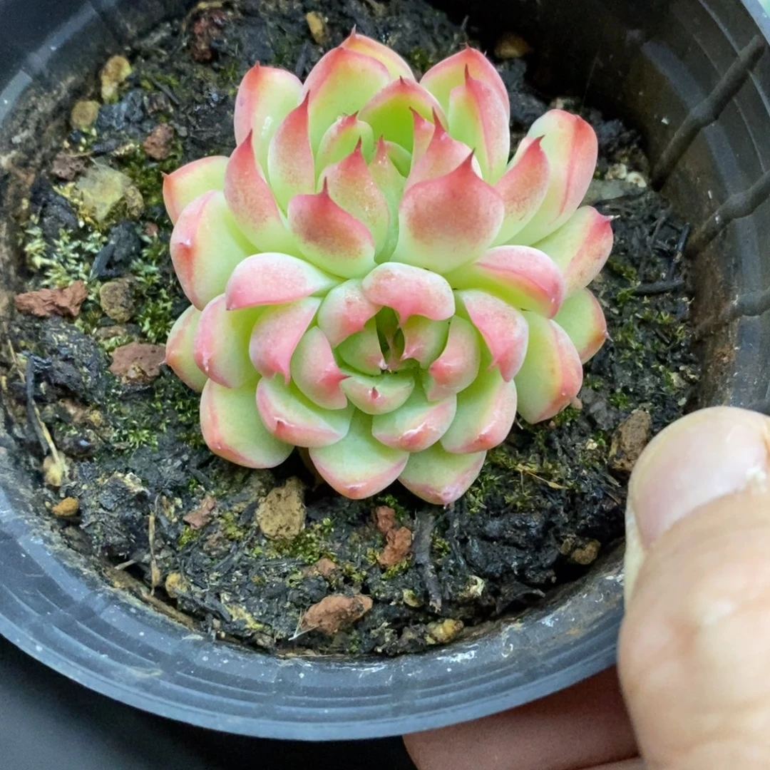 精品多肉一物一拍不包整119