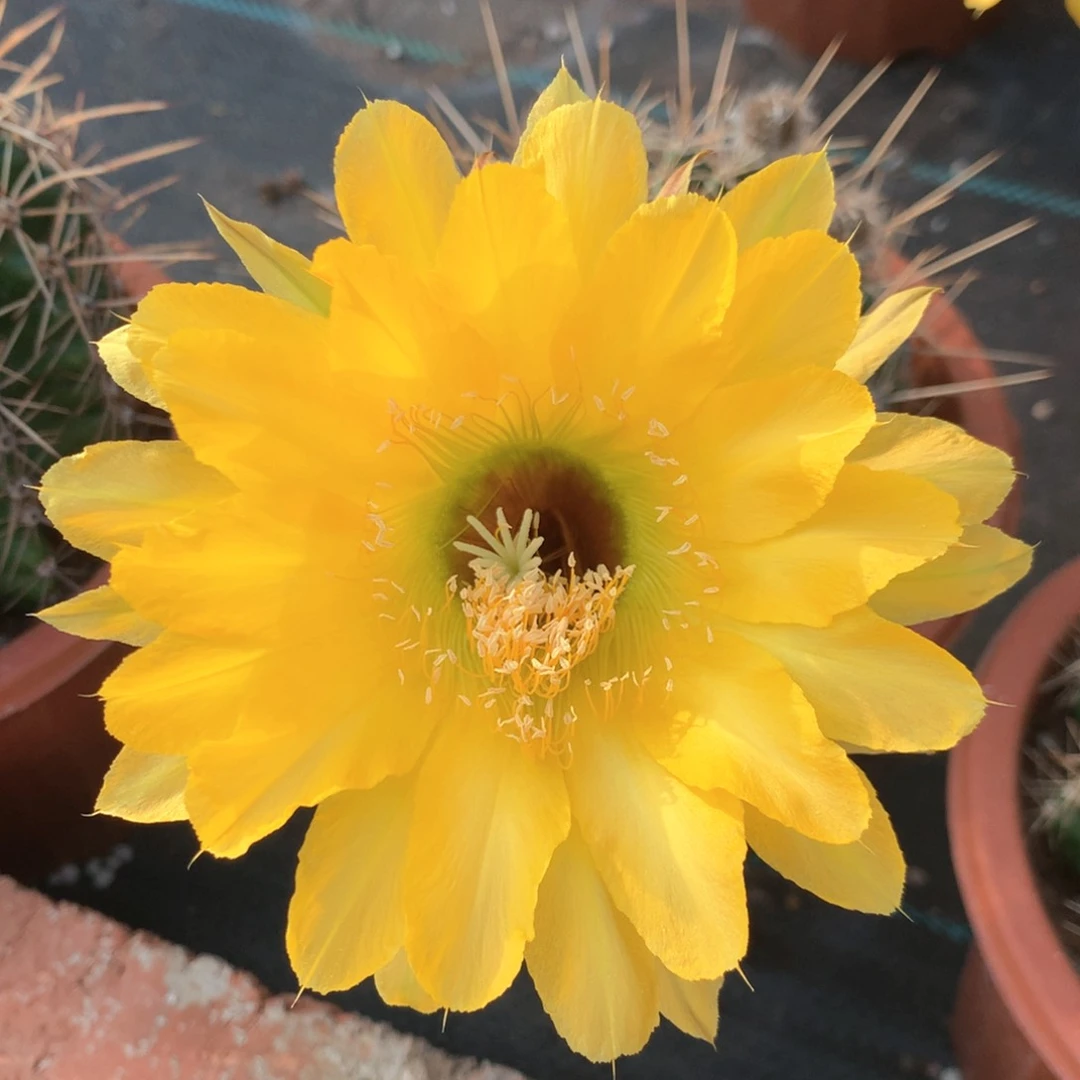 4820实生彩草15公分杯