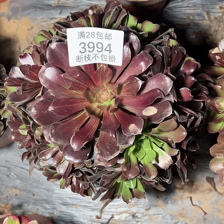 3994欧若拉多肉植物