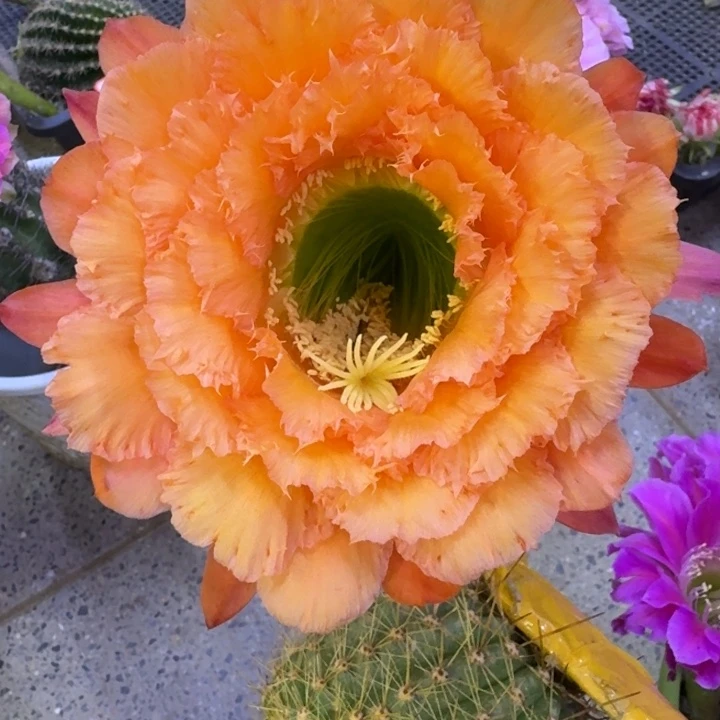 15毛橙粉佳人歪4公分左右无根侧牙，20包邮