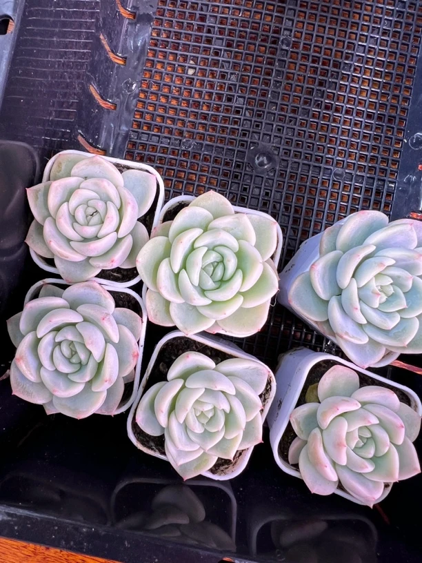 甜心T10量拍 随机发货