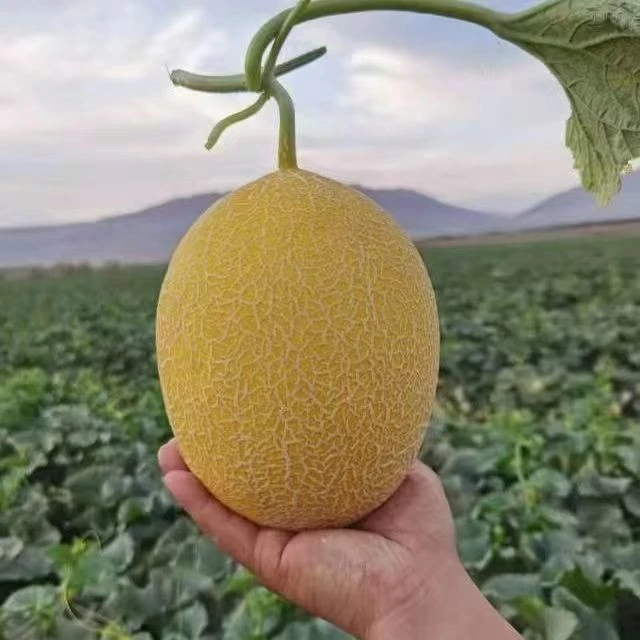 L【京东顺丰送货上门】正宗新疆金色年华挚爱密瓜新鲜脆甜水果