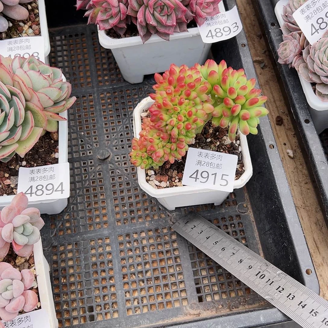 9号高*妞我们的确是一4915