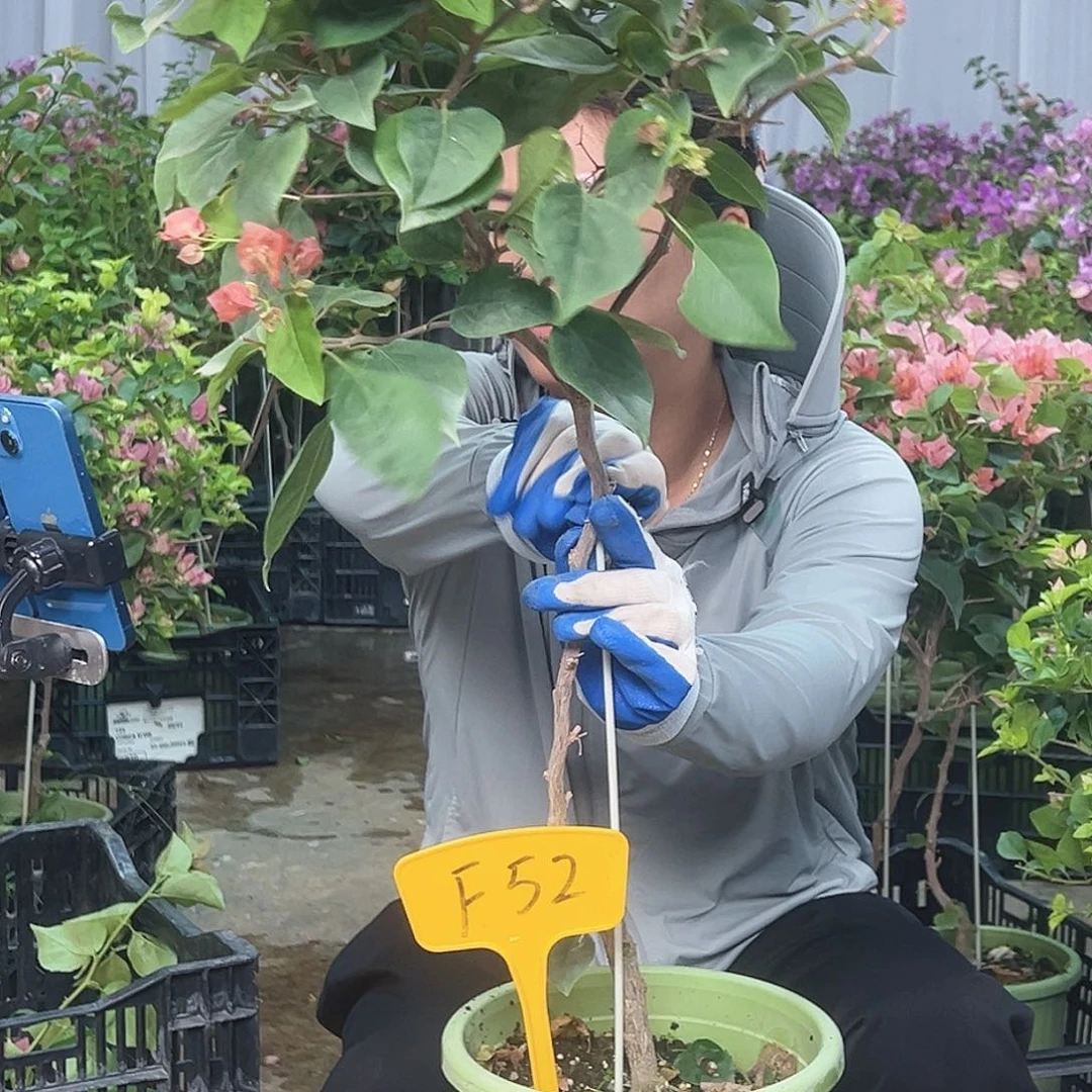 爱****大部分花苞少量开放F52不甜
