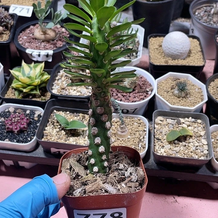 别***谁778无刺霸王边大戟