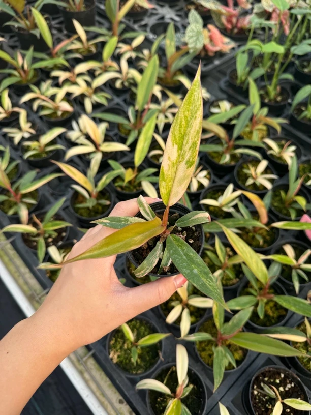 EMgarden｜焦糖大理石蔓绿绒小苗 一物一拍 多棵可选