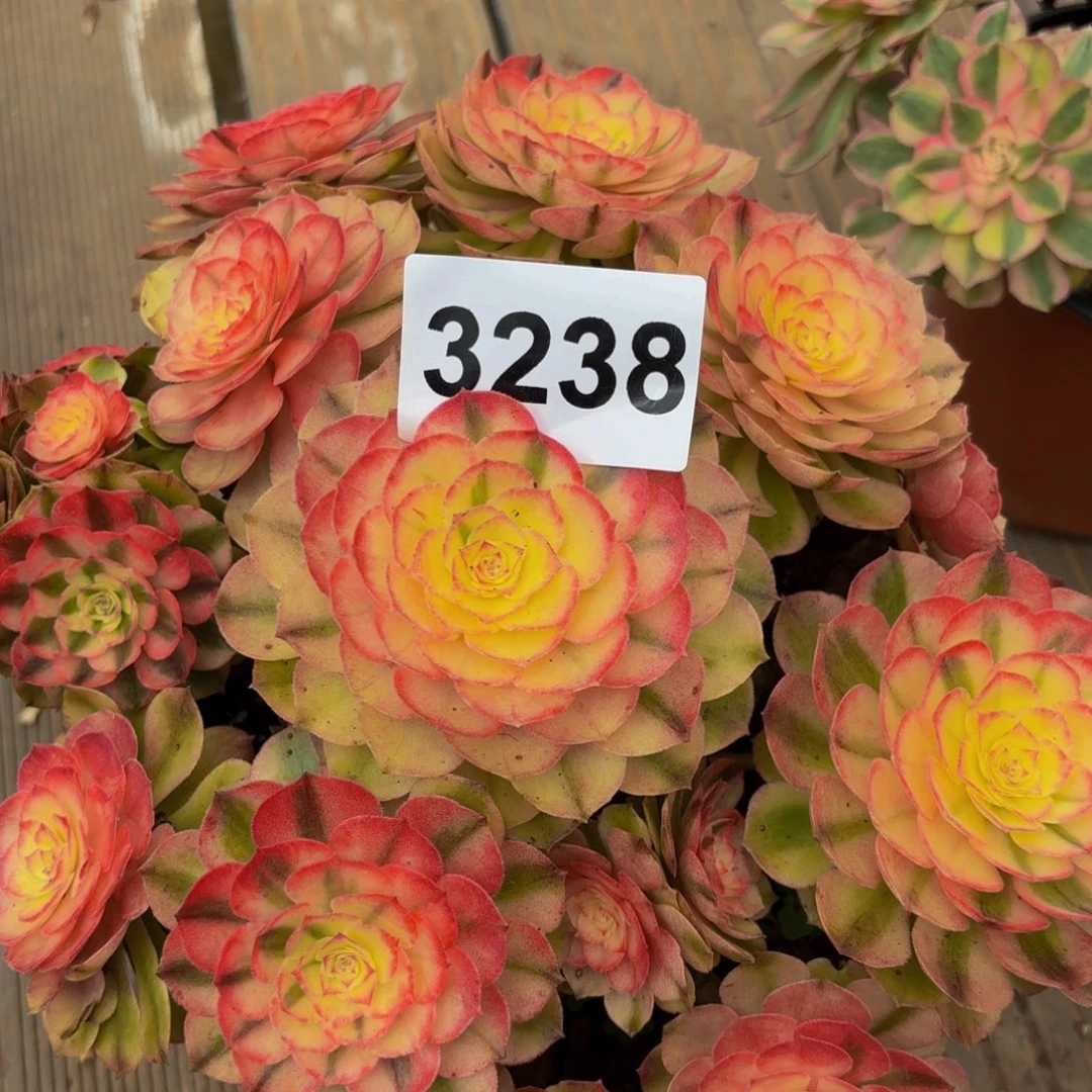 3238多肉植物荔枝